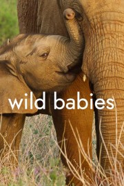hd-Wild Babies