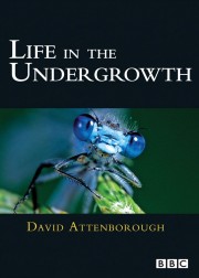 hd-Life in the Undergrowth