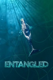 hd-Entangled: The Race to Save Right Whales from Extinction