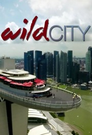 hd-Wild City