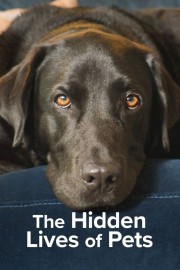 hd-The Hidden Lives of Pets