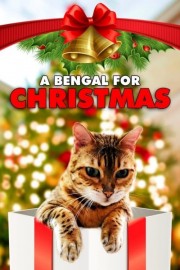 hd-A Bengal for Christmas