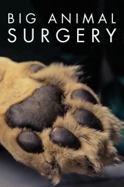hd-Big Animal Surgery