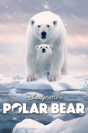 hd-Polar Bear