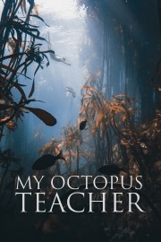 hd-My Octopus Teacher