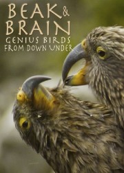hd-Beak & Brain - Genius Birds from Down Under