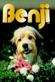hd-Benji