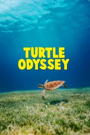 hd-Turtle Odyssey