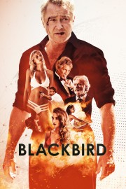 hd-Blackbird