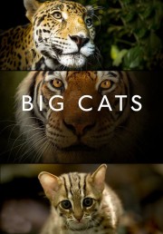 hd-Big Cats