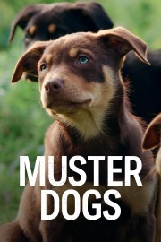 hd-Muster Dogs