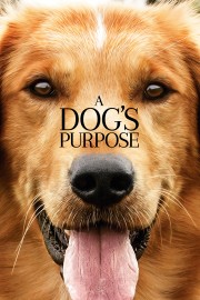 hd-A Dog's Purpose