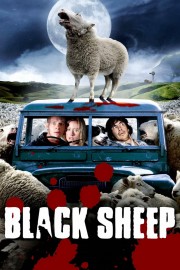 hd-Black Sheep