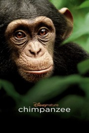 hd-Chimpanzee