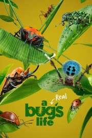 hd-A Real Bug's Life