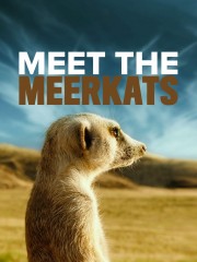 hd-Meet The Meerkats